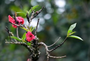CHÚC MỪNG NĂM MỚI